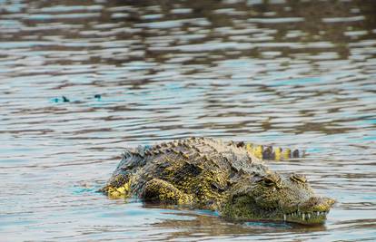 Zbog 'lockdowna' u Kostariki krokodili izlaze iz svojih staništa