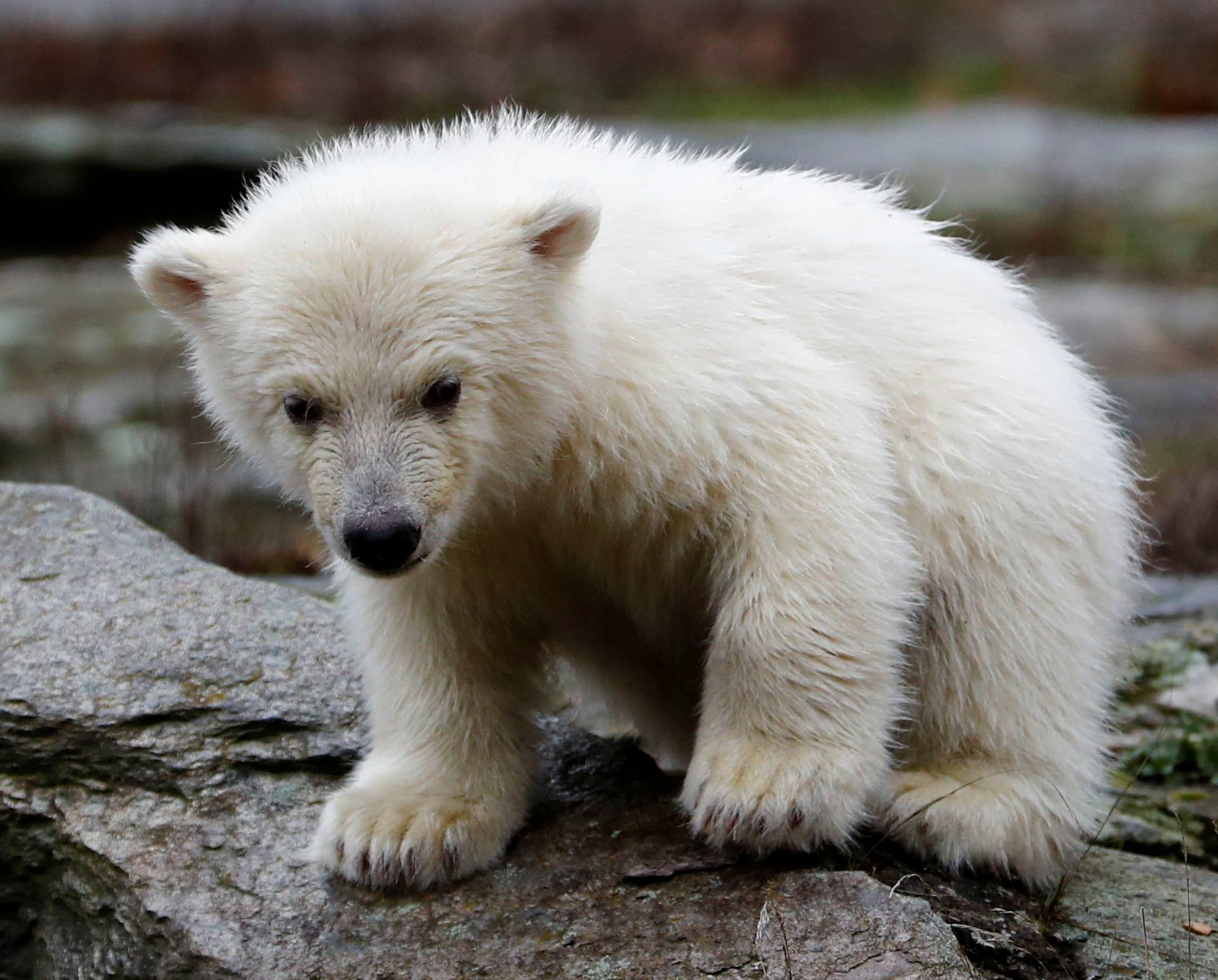 A female polar bear cub, born on December 1, 2018, is seen during her first official presentation for the media at Tierpark Berlin zoo in Berlin