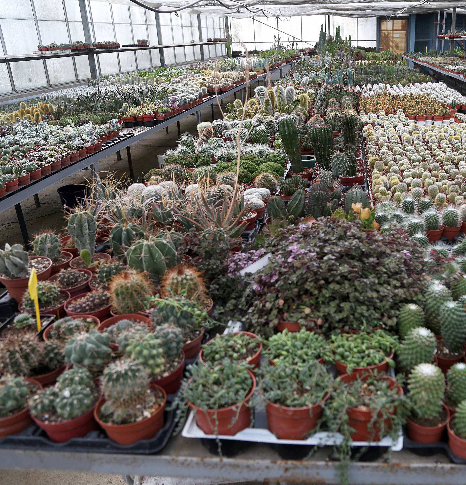 'Kralj kaktusa' ima 50 tisuća primjeraka u svom stakleniku