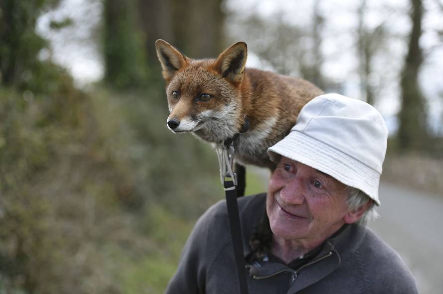 Patsy Gibbons takes his rescue foxes Grainne and Minnie for a walk in Kilkenny