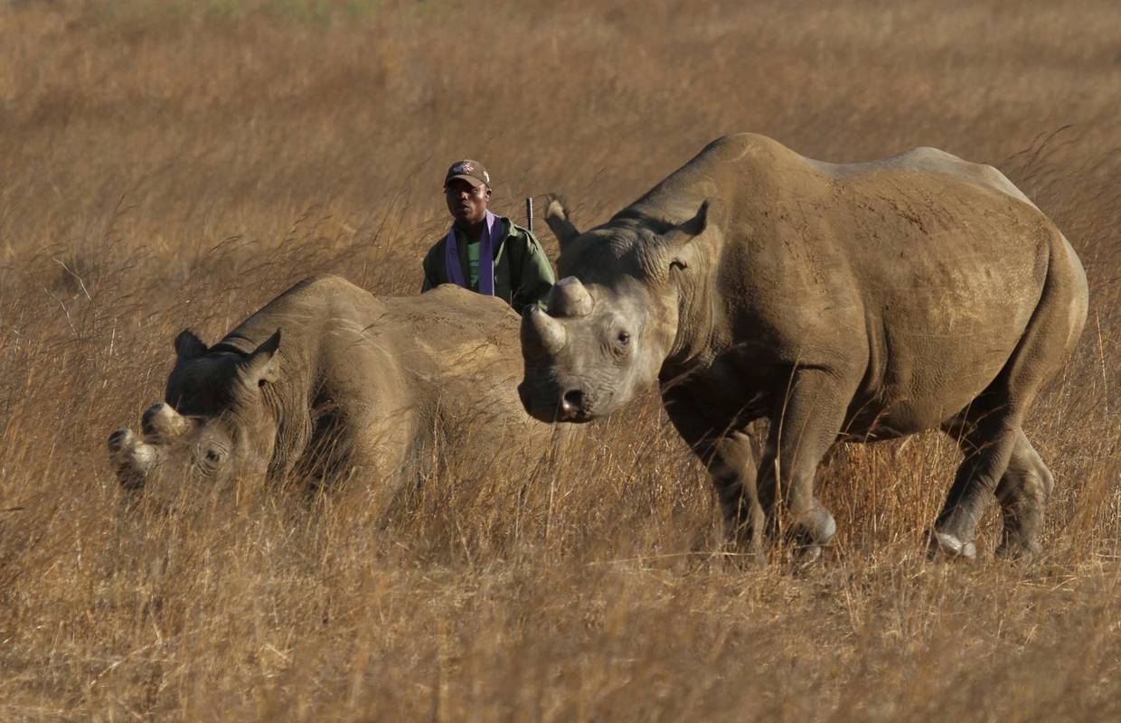 Znanstvenici spašavaju sjeverne bijele nosoroge od izumiranja: Ostale su samo dvije ženke