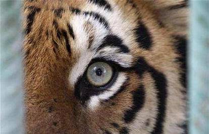 Kina: Tigar pojeo mentalno bolesnog čovjeka u ZOO-u