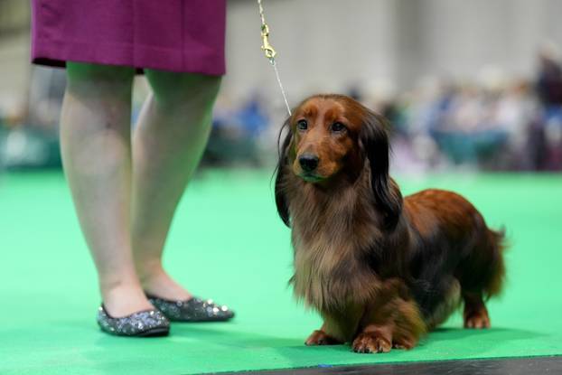 Crufts Dog Show 2025 - Day One