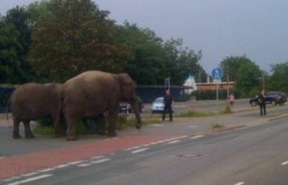 Dvije slonice su pobjegle iz cirkusa, 'privela' ih je policija
