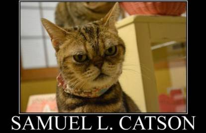 Upoznajte mačku Samuela L. Jacksona