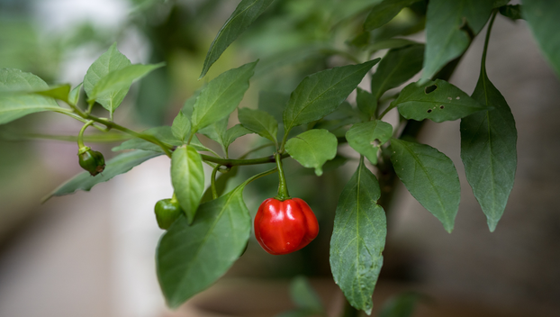 Ovo je najbolje povrće za čuvanje sjemena i evo kako ga skupiti za sljedeću godinu