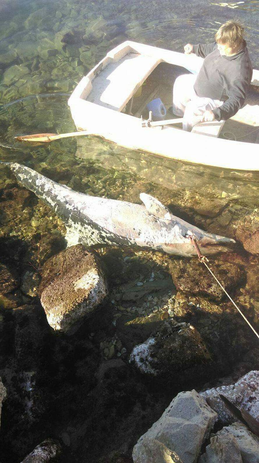 'Vidjela sam dupina i čekala da skoči, ali bio je nažalost mrtav'
