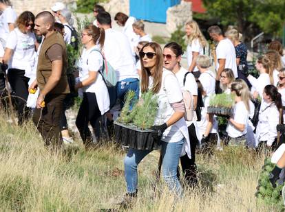 FOTO Više od tristo volontera sudjelovalo u pošumljavanju Grebaštice kod Šibenika