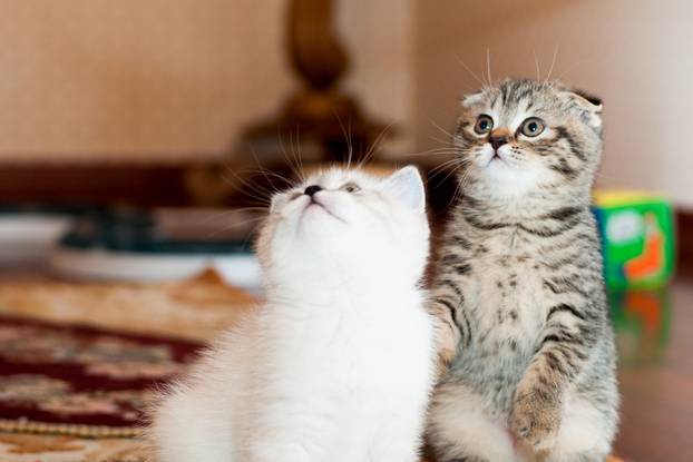 gray and white kitten sitting and posing