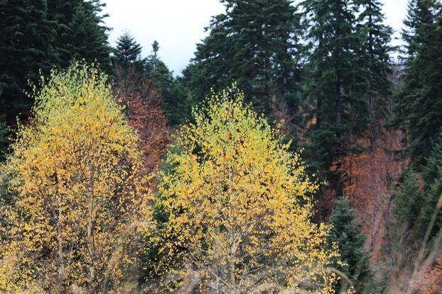 Delnice: Boje jeseni u Gorskom kotaru