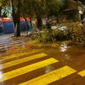 VIDEO Kiša poharala Istru, u centru Pule srušilo se i drvo