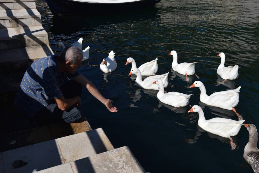 Rođena u inkubatoru: Vesnu druge guske ne puštaju u jato