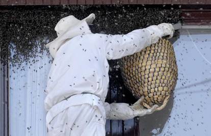 Osijek: Od roja pčela nisu mogli vidjeti kroz prozor