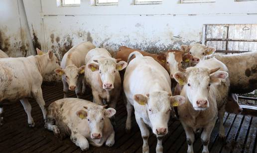 Dobili su zatvorske kazne: Uzimali junad i varali farmere