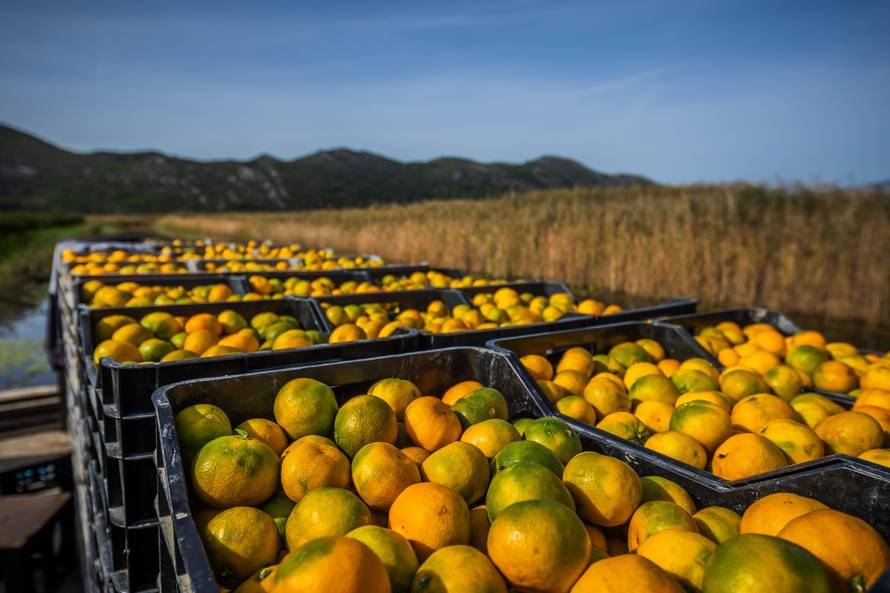 Berba mandarina u dolini Neretve: Urod je rekordan, ali proizvođače muči niska cijena