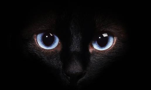 Udomite ih: Privlače udvarače i novac te donose sreću u braku