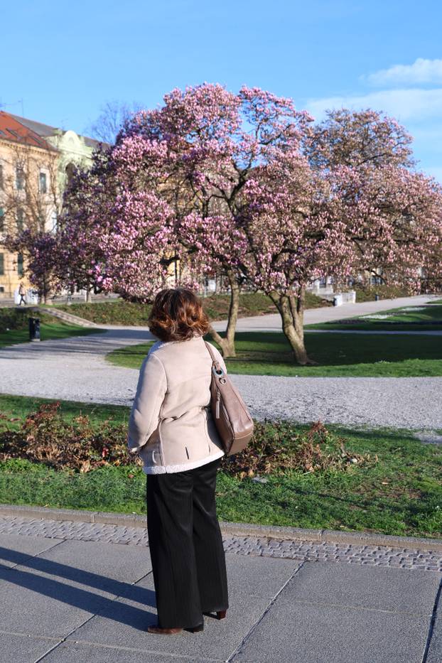 Zagreb: Magnolija na Trgu kralja Tomislava bojama ispunila sunčano jutro