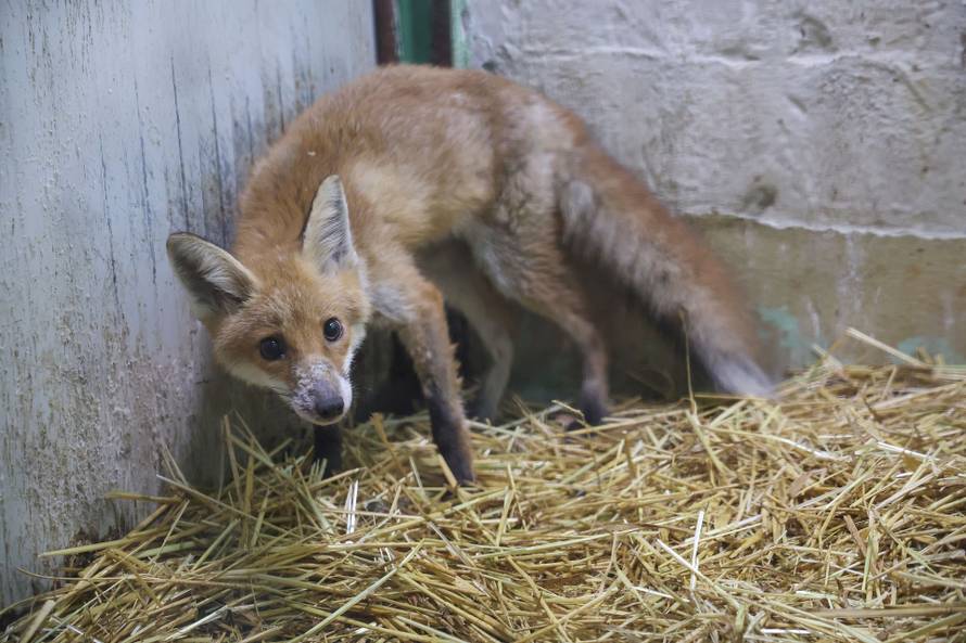 Oporavilište zagrebačkog ZOO-a skrbi za šest mladih lisica koje su zalutale u grad