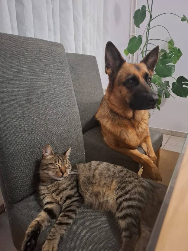 SUPER FOTKE vaših ljubimaca! Neki bi mogli biti viralni hit, ali svi su jednostavno neodoljivi