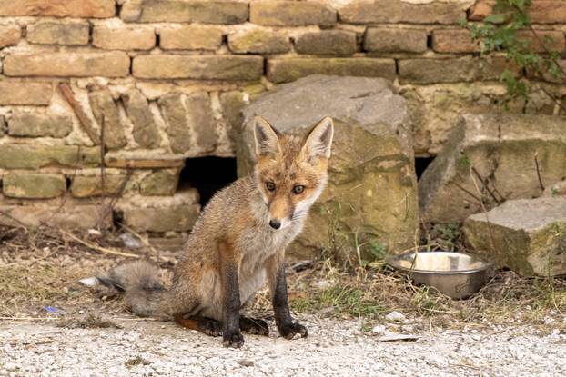 Lisica pronašla dom u blizini Pulskog kaštela