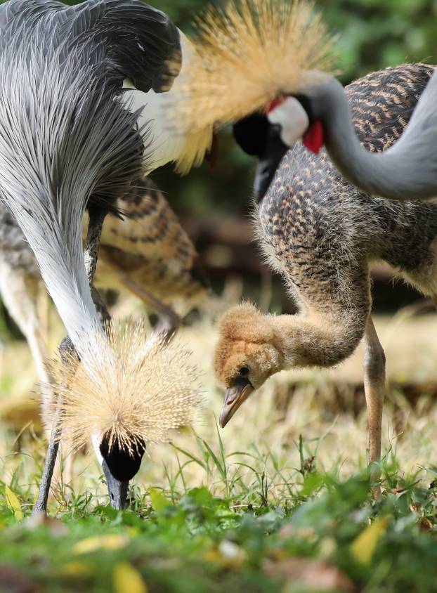 Zagrebački krunati ždralovi predstavljeni javnosti 