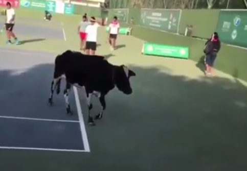 Što su igrali, igrali su: Teniski meč u Indiji prekinula je krava!