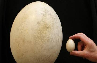 Najveće jaje na svijetu nije dobro za kajganu