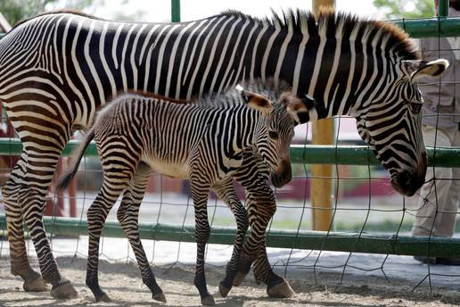 Životinje u kubanskom ZOO-u imale više mladunčadi tijekom karantene: Iskoristile su mir