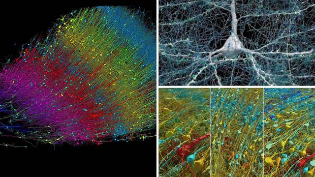 Google i Harvard napravili najdetaljniju mapu ljudskog mozga i svatko je može vidjeti