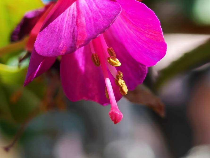 Isprobali smo Honor Magic V5: Nevjerojatno tanak i moćan