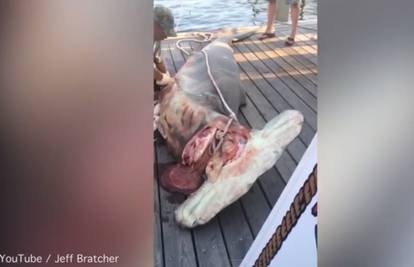 Morskom psu iz utrobe izvukli 34 mladunca, svi su bili mrtvi
