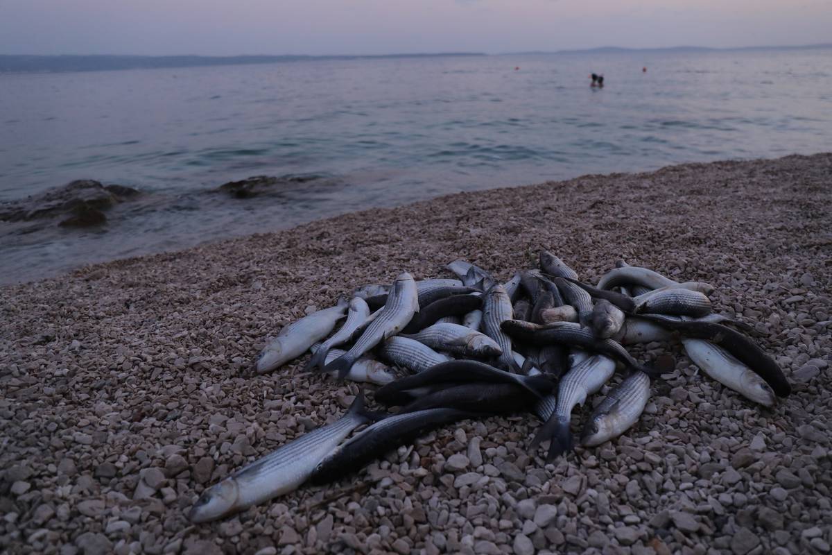 Ribarska inspekcija utvrdila: 'Za pomor ribe u Stobreču kriva je havarija na ribarskom brodu...'