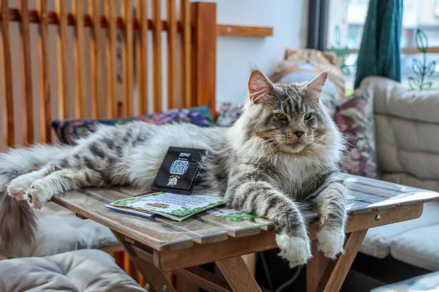 Zagreb: Emilija i Amer Alaydi otvorili su kafić Animal caffe