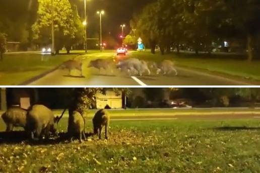 VIDEO Divlje svinje se prošetale Dubravom u Zagrebu: 'Nisam se bojao, no mogu biti opasne...'