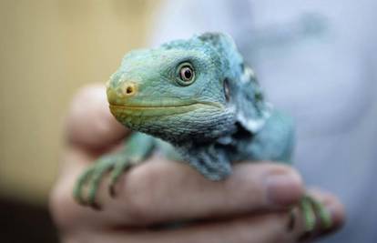 Azurnim iguanama na Fidžiju prijeti izumiranje