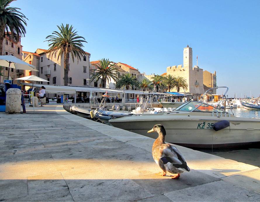 Uginuo je patak Mirko koji je živio u Komiži na otoku Visu. Bio je jedan od simbola otoka