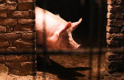 Kreću svinjokolje: Posebne su mjere zbog svinjske kuge, ovo su pravila koja treba poštovati