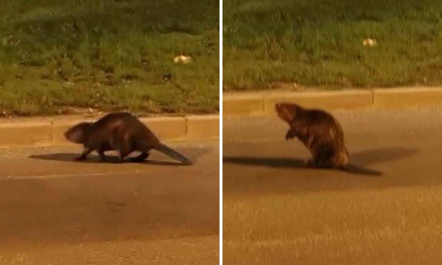 'Vozimo mi Sesvetama, kad ono nešto se gega po cesti. Mislili smo da je pas. A ono - dabar!'