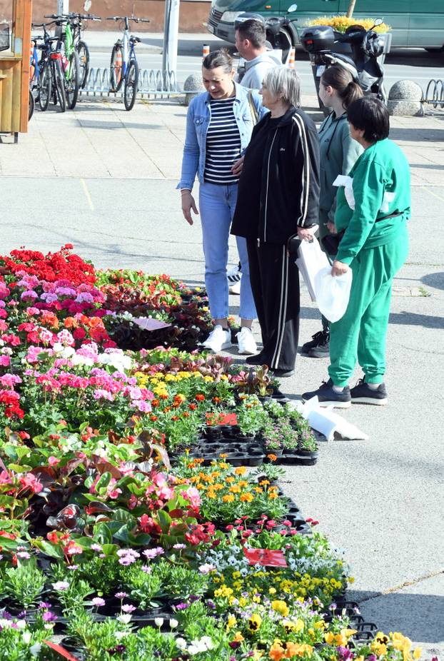 Sisak: Subotnja ponuda cvijećana tržnici