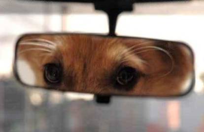 Vrućina ubija: Kako se osjeća pas zatvoren u automobilu?!