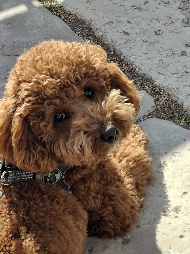 SUPER FOTKE vaših ljubimaca! Neki bi mogli biti viralni hit, ali svi su jednostavno neodoljivi