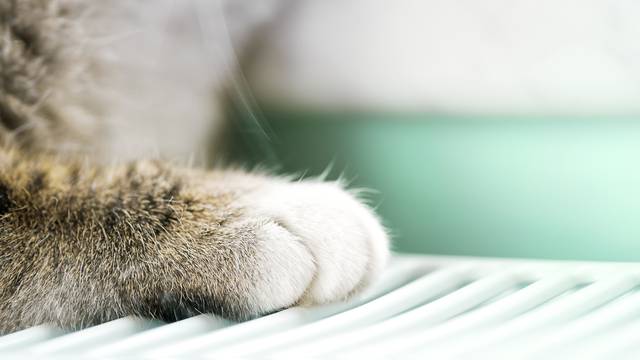 Zašto mace imaju bijele šapice: Riječ je o posebnoj prilagodbi
