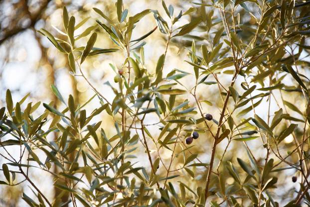 Maslina na Brijunima jedna je od najstarijih na Mediteranu