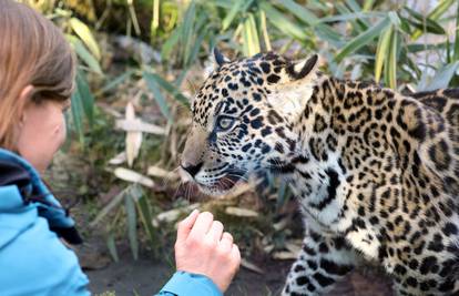 Leopardi pobjegli iz safari parka u Kini, stanarima koji žive blizu tjedan dana nisu ništa rekli