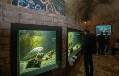 Nakon 18 mjeseci otvoren je obnovljeni dubrovački Akvarij