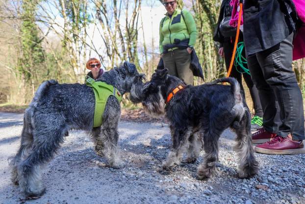 Žumberak: U organizaciji Miniature Schnauzers Croatia održano je druženje patuljastih šnaucera
