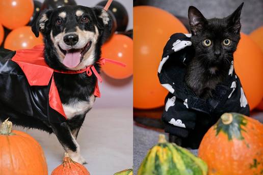 FOTO Tko bi im odolio? Preslatki psi i mačke iz Dumovca 'obukli' kostime za Noć vještica