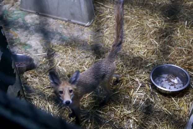 Oporavilište zagrebačkog ZOO-a skrbi za šest mladih lisica koje su zalutale u grad