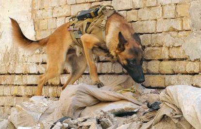 SAD: Vojska testira posebne naočale za njihove pse tragače