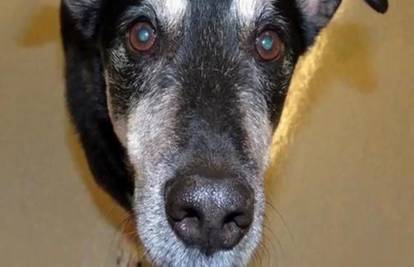 Spašava živote: Pas Frankie može nanjušiti rak štitnjače! 